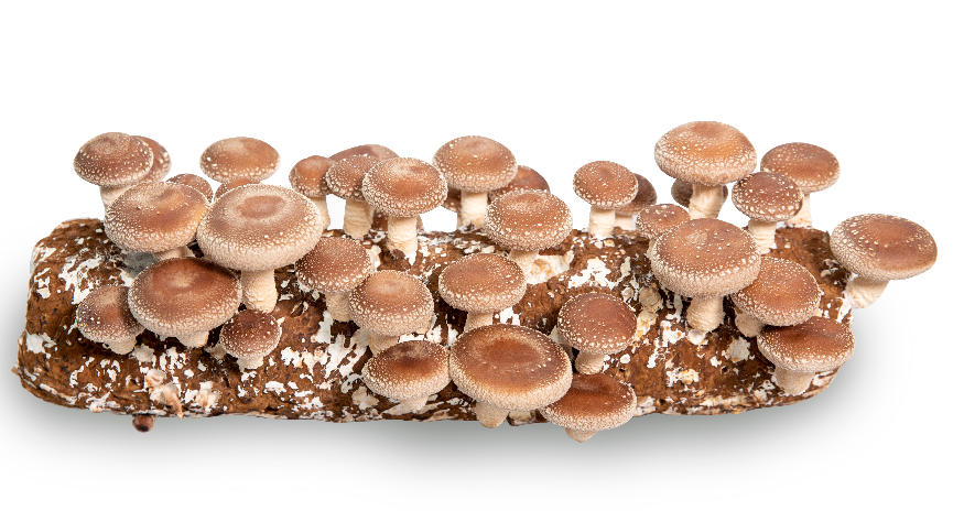 shiitake log